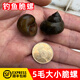 稻蝦村釣青魚脆螺鮮活掛鉤餌料螺螄薄殼釣魚螺打窩小號(hào)石螺螺絲翠螺田螺 5毛大小脆螺1斤【 500g 】多發(fā)1兩防損