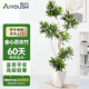 愛(ài)優(yōu)尚百合竹盆栽室內客廳陽(yáng)臺大型植物落地真綠植造型喬遷禮物源頭直發(fā)