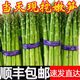 農(nóng)大姐妹 順豐速運(yùn) 蘆筍 綠蘆筍 現(xiàn)挖嫩蘆筍 嫩筍尖 新鮮筍子 龍須菜 青筍 新鮮大筍1000g