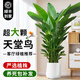 臨雅天堂鳥盆栽室內(nèi)客廳大型綠植辦公室大葉植物花卉鶴望蘭去甲醛新房 天堂鳥1.5-1.6米+米白聚福盆