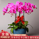 植伴蝴蝶蘭盆栽喬遷開業(yè)商務(wù)慶典鮮花速遞同城室內(nèi)植物花卉上海配送花 萬事順?biāo)?-6株蝴蝶蘭盆栽（花盆類似）