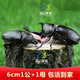 品云美寵獨角仙活體寵物昆蟲(chóng)甲蟲(chóng)成蟲(chóng)幼蟲(chóng)活蟲(chóng)新手入門(mén)套餐 6厘米公+母