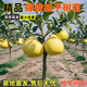 藝林谷正宗柚子樹(shù)苗嫁接沙田柚子果樹(shù)苗南方北方種植沙甜柚子苗當年結果 4年苗結果苗