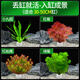 瘋狂水草魚(yú)缸水草 直接入缸種植環(huán)綠植造景套餐c 【源頭直發(fā)包郵】