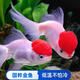 鶴頂紅金魚(yú)活魚(yú)觀(guān)賞魚(yú)小型淡水好養冷水魚(yú)獅子頭鴻運當頭草金魚(yú)苗 3-4cm鶴頂紅金魚(yú) 5條品質(zhì)好