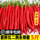 辰實(shí)【順豐】紅二荊條新鮮 紅辣椒 現(xiàn)摘紅線椒農(nóng)家蔬菜可做剁椒辣 5斤 （推薦）
