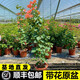 三角梅盆栽帶花綠櫻高飄枝爬藤老樁重瓣四季開(kāi)花大苗紅纓花卉盆景 不甜西瓜高飄（整高60-80cm） 大苗【原盆原土發(fā)貨】