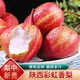 正宗陜西彩虹梨當季現摘紅皮早酥梨脆甜多汁孕婦新鮮水果應季整箱 單果110g+ 3斤