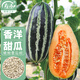 壽禾 香洋甜瓜種子苗脆甜博洋香瓜冬春種籽 香洋9號甜瓜種子20粒*3袋