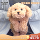 sunlemonoriginal進(jìn)口仿真貴賓犬泰迪狗 公仔毛絨玩偶生日禮物送女友