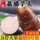 顧果鮮廣西荔浦大芋頭當(dāng)季整箱現(xiàn)挖粉糯香芋紫藤檳榔芋新鮮蔬菜農(nóng)家自種 5斤大果【單果1-1.3斤】