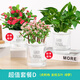 花翁發(fā)財(cái)樹花卉盆栽綠植【特價(jià)3盆】鐵海棠+金枝玉葉+綠蘿源頭直發(fā)