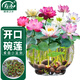 壽禾 碗蓮種子苗水培土培荷花已開(kāi)口花卉種籽 開(kāi)口碗蓮種子15粒