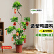 植季造型鴨腳木室內盆栽鴨掌木凈化空氣辦公室客廳四季常青大型綠植物 造型鴨腳木-1.4-1.5m-原生膠盆 關(guān)注收藏+肥料