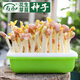 壽禾 芽菜種子蘿卜四季秋季四季無土水培蔬菜豌豆芽 紅花生芽種子 500g