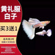 瘋狂水草孔雀魚活體水族寵物觀賞魚冷水耐活小型熱帶魚淡水魚苗 黃禮服白子孔雀魚2對【4CM左右】