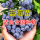 譽(yù)滿(mǎn)園藍莓苗藍莓樹(shù)果苗盆栽地栽果苗帶大果南北方種植苗兔眼綠寶石果樹(shù) 10年苗結果爆滿(mǎn) （品種留言）