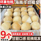 【9個(gè)裝】海南牛奶椰皇新鮮椰子去皮現(xiàn)摘椰青椰白孕婦椰香濃郁椰 9個(gè)裝