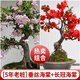 花翁盆栽花卉綠植盆景 5年2cm老樁精品[垂絲海棠+長(cháng)壽冠海棠]源頭直發(fā)
