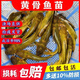 黃骨魚(yú)苗黃顙魚(yú)黃辣丁魚(yú)苗昂刺魚(yú)苗冷水淡水養殖食用黃丫頭鮮活魚(yú) 黃骨魚(yú)3-5厘米 200條送10%防損