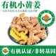 儲褚有機小黃姜 云南新鮮現挖生姜沙地黃姜月子姜 調味新鮮健康食材 【有機鮮姜】 2500g