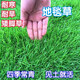 藝辛草坪種子草籽矮生四季青免修剪耐寒地毯草庭院草皮草種子護坡固土 地毯草1斤藍標(biāo)型【別墅庭院】