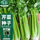 壽禾 大芹菜種子苗西芹實(shí)芹冬春蔬菜籽 桔西亞大芹菜種子10g約1.2萬(wàn)粒