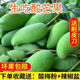 廣西生吃酸脆酸青芒果新鮮應(yīng)當(dāng)季孕婦酸水果腌辣酸野象牙青芒整箱 生芒果 5斤 【凈重4-4.5斤】 【收藏送果刨+辣椒鹽+酸梅粉】