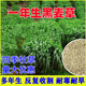蓿蕾黑麥草種籽子四季多年生牧草種子耐寒畜牧養(yǎng)殖草種喂豬牛羊魚草 1斤裝：進(jìn)口一年生黑麥草種子（畝用量15斤）