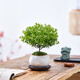 八芽 小葉赤楠盆景擺件室內(nèi)綠植花卉盆栽老樁客廳辦公室桌面好養(yǎng)植物 小葉赤楠+白裂紋金邊盆+紫砂托盤+絲絨鋪面