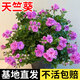 京悠雨德國(guó)天竺葵花苗盆栽重瓣大花室內(nèi)外陽(yáng)臺(tái)四季開(kāi)花卉庭院好養(yǎng)易活植 熱烈紅【天竺葵】【原盆】(買(mǎi)三送一 精選發(fā)貨)