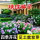 鑫意無(wú)盡夏繡球花種子適合室外播種四季開(kāi)花多年生盆栽庭院種植花籽 混色繡球種子100粒+肥