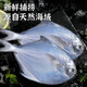 龍味福銀鯧魚(yú)新鮮活海捕速凍銀鯧魚(yú)白鯧舟山銀鯧魚(yú)金鯧魚(yú)平魚(yú)深海魚(yú) 【80%選擇】S級品質(zhì)款 3斤鯧魚(yú) 活魚(yú)急凍鎖鮮