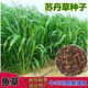 蘇丹草種子魚(yú)草籽四季高產(chǎn)牧草種子養牛羊馬雞鴨鵝玉米草種籽批發(fā) 進(jìn)口蘇丹草種子一斤