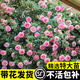 臨雅粉色龍沙寶石薔薇爬藤本月季花苗盆栽四季濃香玫瑰花卉植物庭院開(kāi) 【粉龍沙寶石】高1米5左右升級款