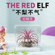 創(chuàng  )享綠洲空氣鳳梨無(wú)土養護創(chuàng  )意綠植送禮物植物辦公室桌面鮮活多肉盆栽擺件 不梨不氣（紅精靈） 空氣鳳梨