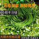 【順豐快遞】新鮮海菜花大理洱海水性楊花菜蔬菜現(xiàn)摘洱食用 500g