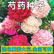 鑫意混色芍藥花種子重瓣大花花籽庭院陽臺盆栽四季開花好養(yǎng)活花種花籽 混色芍藥種子100粒+肥料