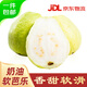 京鮮生 軟糯奶油白心芭樂 凈重3斤裝單果150g+ 番石榴 源頭直發(fā)包郵