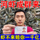 河蝦餌料強力爆籠四季誘蝦藥專(zhuān)用強力抓蝦誘食劑黃鱔泥鰍萬(wàn)能餌料 一包【滿(mǎn)籠蝦吃不完】