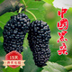 歐悟 桑葚樹苗食用桑樹苗黑桑水果白桑椹盆栽地栽果桑苗南方北方種植 中國(guó)黑桑4年苗（當(dāng)年結(jié)果）