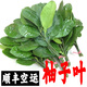 柚滿園新鮮柚子葉柚葉梅州套餐專用碌柚葉子晦氣去洗澡樹葉中高考跨火盆 5枝柚子葉（發(fā)順豐）