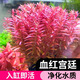 勝畫紅宮廷水草植物魚缸造景增氧生態(tài)全套養(yǎng)魚草水培植物和魚共養(yǎng)綠植 紅宮廷2盆【適合20cm以內(nèi)缸】