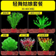 勝畫(huà)魚(yú)缸水草植物直接入缸真水草凈化竹節草蜈蚣草懶人養魚(yú)水草造景 【百花齊放套餐A】30-40CM缸套餐