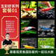 云峰海瑞魚(yú)缸觀(guān)賞蝦 活體蝦 魚(yú)缸工具蝦除藻 活蝦  魚(yú)缸除藻 除藻蝦 【漂亮清潔蝦】五彩蝦系列套餐01