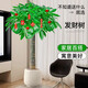 行湘發(fā)財樹(shù)盆栽大型綠植 獨桿發(fā)財樹(shù)1.4-1.5米 含米白聚寶盆 源頭直發(fā)