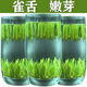 青針雀舌 2025新茶頭采雀舌茶葉明前特級四川高山嫩芽綠茶明前清香型春茶 雀舌茶葉 250g*1罐
