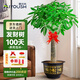 愛(ài)優(yōu)尚辮子發(fā)財樹(shù)大型綠植客廳室內步步高招財樹(shù)辦公室喬遷開(kāi)業(yè)源頭直發(fā)
