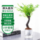 萌肉居名貴小葉紫檀盆景花卉植物盆栽小葉紫檀黑骨茶含早安盆源頭直發(fā)