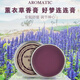 泰國正品純天然薰衣草睡眠膏安神好夢(mèng)助眠膏精油好夢(mèng)連連舒緩失眠 薰衣草睡眠膏一盒裝13g